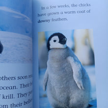 Load image into Gallery viewer, Penguins by Kathleen Weidner Zoehfeld - Books for Less Online Bookstore