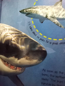 Pup to Shark