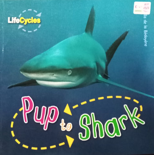 Pup to Shark