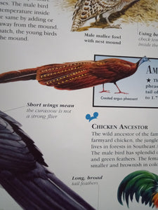 The Wonderful World Of Knowledge : Birds