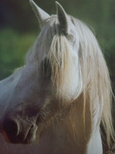 Load image into Gallery viewer, I Love Horses And Ponies Over 50 Breeds