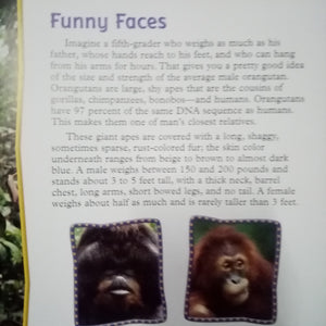 All About Animals: Orangutans